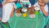 Reagan adalah anjing labradoodle Australia yang sangat kompak dengan tuan kecilnya. Ini aksi mereka saat ngopi bareng pakai susu almond! Foto: Instagram reagandoodle