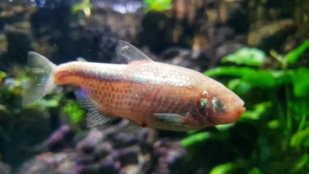 Ikan Tanpa Mata di Akuarium Air Tawar TMII, Mexican Tetra (Astyanax mexicanus).