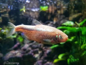 Aneh Tapi Nyata, Ada Ikan Tanpa Mata!