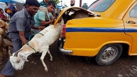 Kambing kurban dimasukkan ke bagasi mobil di India. Reuters.