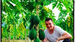 Intip Gaya Suami Bule Maudy Koesnaedi Saat Petik Pepaya hingga Pilih Durian