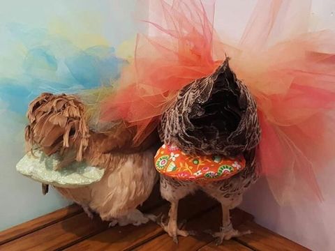 Popok ayam buatan Julie Baker.