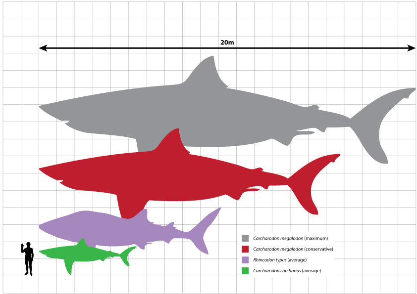 the meg megalodon