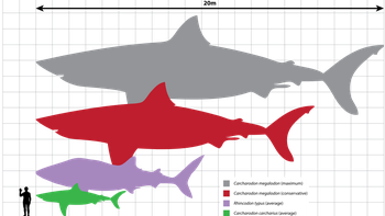 Perbandingan Megalodon (abu-abu dan merah) dengan hiu paus (ungu) dan hiu putih (hijau) serta manusia. Foto: Wikipedia