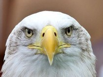 Alasan Jangan Tergiur Beli hingga Pelihara Elang Meski Diklaim Legal