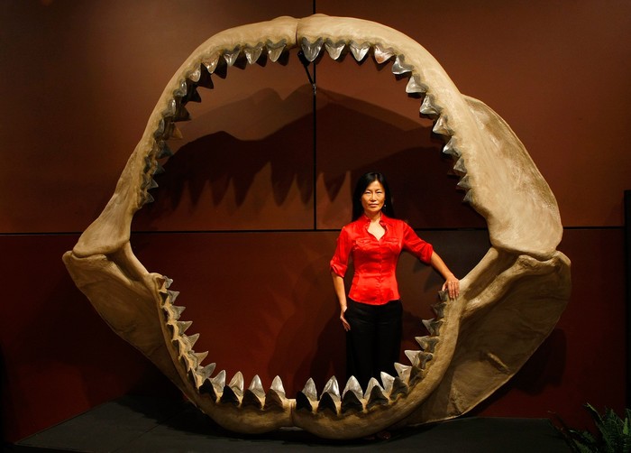 the meg megalodon
