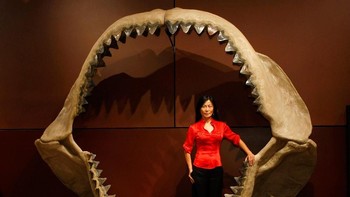 Tampaknya Megalodon bisa dengan mudah melahap manusia dengan rahang sebesar ini. Foto: Getty Images