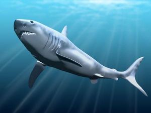 Penyebab Punahnya Sang Penguasa Lautan Hiu Megalodon 3 Juta Tahun Silam