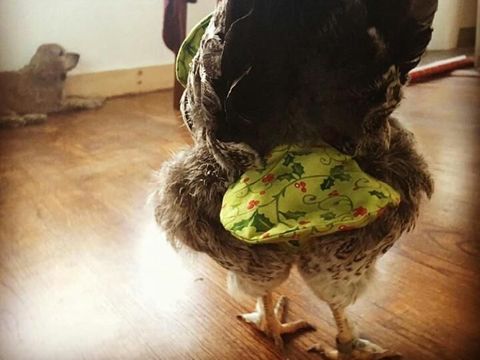 Wow! Wanita Ini Raup Rp 700 Juta Setahun dari Jualan Popok Ayam