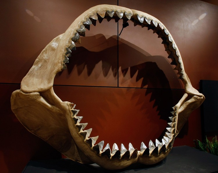 Fakta Unik Megalodon Hiu Monster di Film The Meg