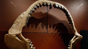 Ini merupakan penampakan rahangnya yang panjangnya bisa mencapai 2 meter. Foto: Getty Images