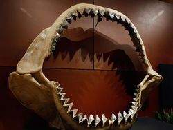 Fakta Unik Megalodon, Hiu Monster di Film The Meg