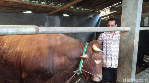 Sapi jumbo di Kabupaten Semarang.