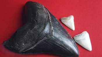 Perbandingan gigi Megalodon dengan hiu putih. Foto: Wikipedia