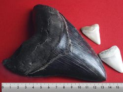 Fakta Unik Megalodon, Hiu Monster di Film The Meg