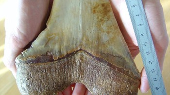 Kalau ini perbandingan giginya dengan telapak tangan manusia. Foto: Wikipedia