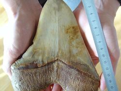 Fakta Unik Megalodon, Hiu Monster di Film The Meg