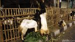 Saat Trotoar Menjadi Lapak Pedagang Hewan Qurban Jelang Idul Adha