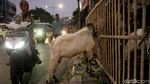 Saat Trotoar Menjadi Lapak Pedagang Hewan Qurban Jelang Idul Adha