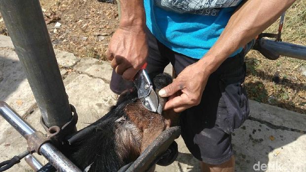 Salon kambing