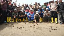 433 Tukik Dilepasliarkan dan 10 Ribu Bakau Ditanam di Aceh 433 Tukik Dilepasliarkan dan 10 Ribu Bakau Ditanam di Aceh