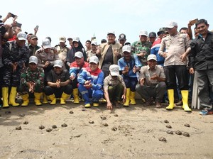 433 Tukik Dilepasliarkan dan 10 Ribu Bakau Ditanam di Aceh