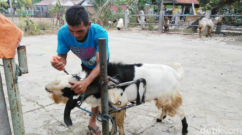 Biar Sehat, Jasa Salon Kambing Laris Jelang Idul Adha Biar Sehat, Jasa Salon Kambing Laris Jelang Idul Adha