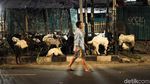 Saat Trotoar Menjadi Lapak Pedagang Hewan Qurban Jelang Idul Adha
