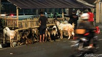 Menjelang Hari Raya Idul Adha lapak-lapak pedagang hewan qurban musiman mulai ramai di Tanah Abang, Jalan K.H Mas Mansyur, Jakarta, Minggu (19/8/2018).