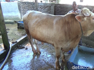 Kurban di Sulsel, Berat Sapi Jokowi Nyaris 1 Ton