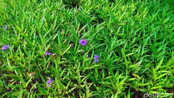 Setelah mode Vivid diaktifkan. Foto: Adi Fida Rahman/detikINET