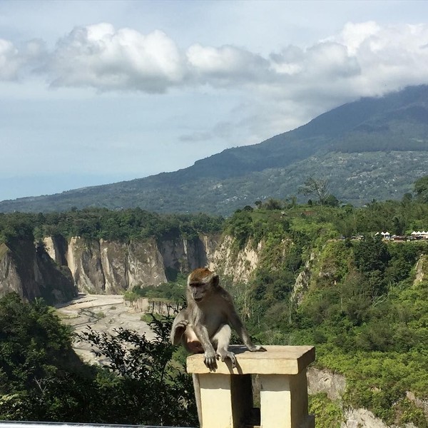 Ini Ngarai Sianok di Sumbar. Selain dapat pemandangan bagus, Lindswell juga bertemu monyet ekor panjang. Lucu ya? (lindswell_k/Instagram)