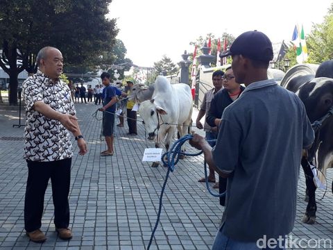 Jokowi Kurban Sapi Seberat 900 Kg untuk Warga Sleman