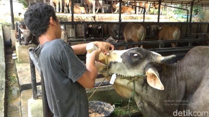 Jokowi Kurban Sapi 800 Kg di Jambi