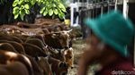 Penjualan Hewan Kurban Meningkat