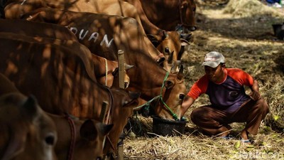 Penjualan Hewan Kurban Meningkat