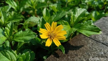 Saat memotret makro. Foto: Adi Fida Rahman/detikINET