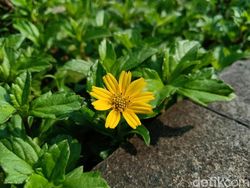 Ini Hasil Jepretan Oppo F9