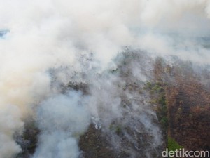 5 Orang Ditangkap Polisi Terkait Kebakaran Hutan di Kalbar