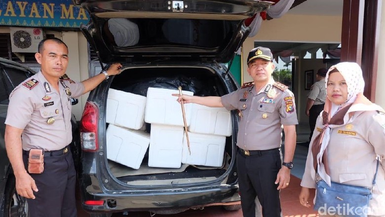 Polisi Gagalkan Penyelundupan Lobster Rp 32 M ke Singapura Polisi Gagalkan Penyelundupan Lobster Rp 32 M ke Singapura