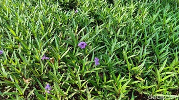 Sebelum mode Vivid diaktifkan. Foto: Adi Fida Rahman/detikINET