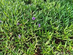 Ini Hasil Jepretan Oppo F9