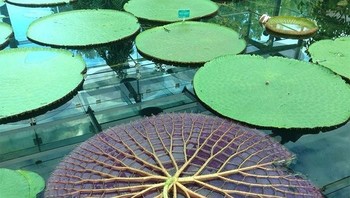 Bunga lili air jika dibalik. Foto: Brightside