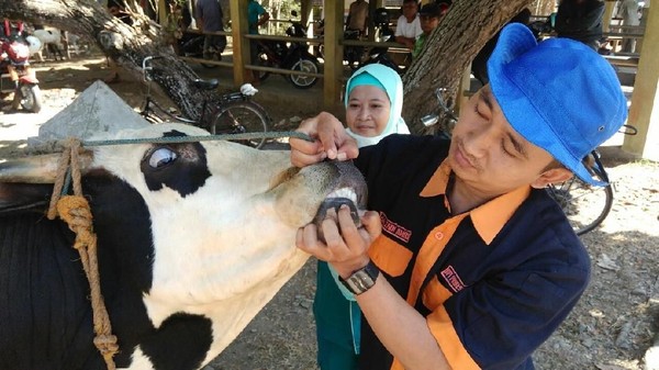 Bagaimana Ciri Hewan Kurban yang Sehat? Begini Penampakannya