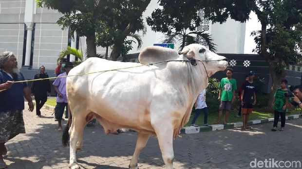 Sapi Jokowi beratnya 1,05 Ton
