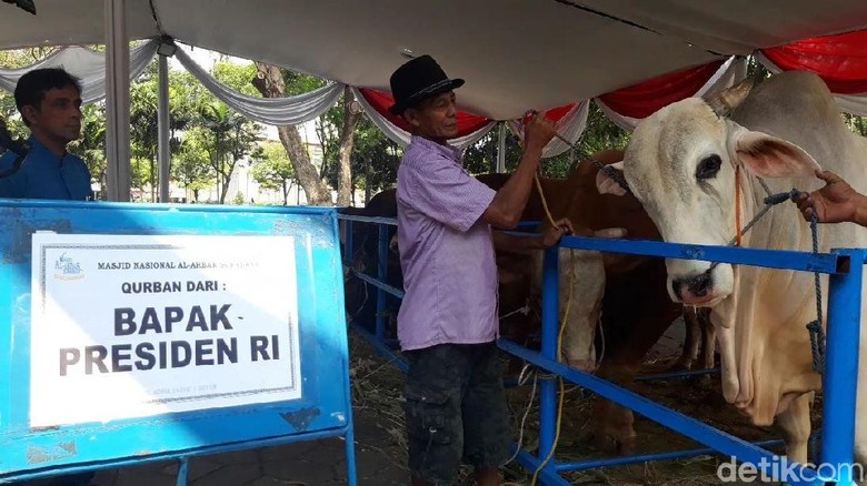 Ini Sapi Jokowi yang Dikurbankan di Surabaya, Beratnya 1 Ton Ini Sapi Jokowi yang Dikurbankan di Surabaya, Beratnya 1 Ton