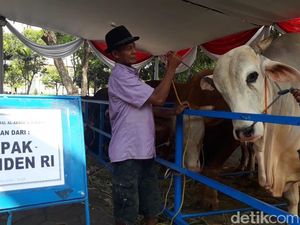 Ini Sapi Jokowi yang Dikurbankan di Surabaya, Beratnya 1 Ton