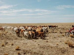 Cuaca Panas Ekstrim, Petani Australia Menjerit