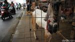 Berbagi Jalan dengan Si Embe