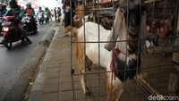 Meski Gubernur DKI telah meminta agar pedagang hewan kurban tak lagi berdagang di trotoar, namun himbauan tersebut tak digubris.